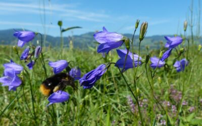 Wildstauden-Aktion von Pro-Riet