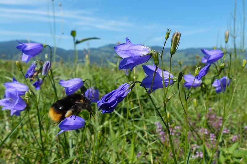 Wildstauden-Aktion von Pro-Riet